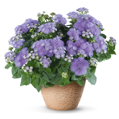 Агератум Алоха