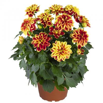 Георгина Леди Дарлин