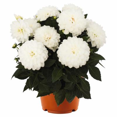 Георгина Бум Бум Вайт