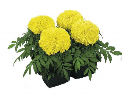 Бархатцы Лимонный принц