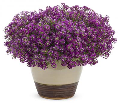 Алиссум Пасхальная шляпа лавандовый